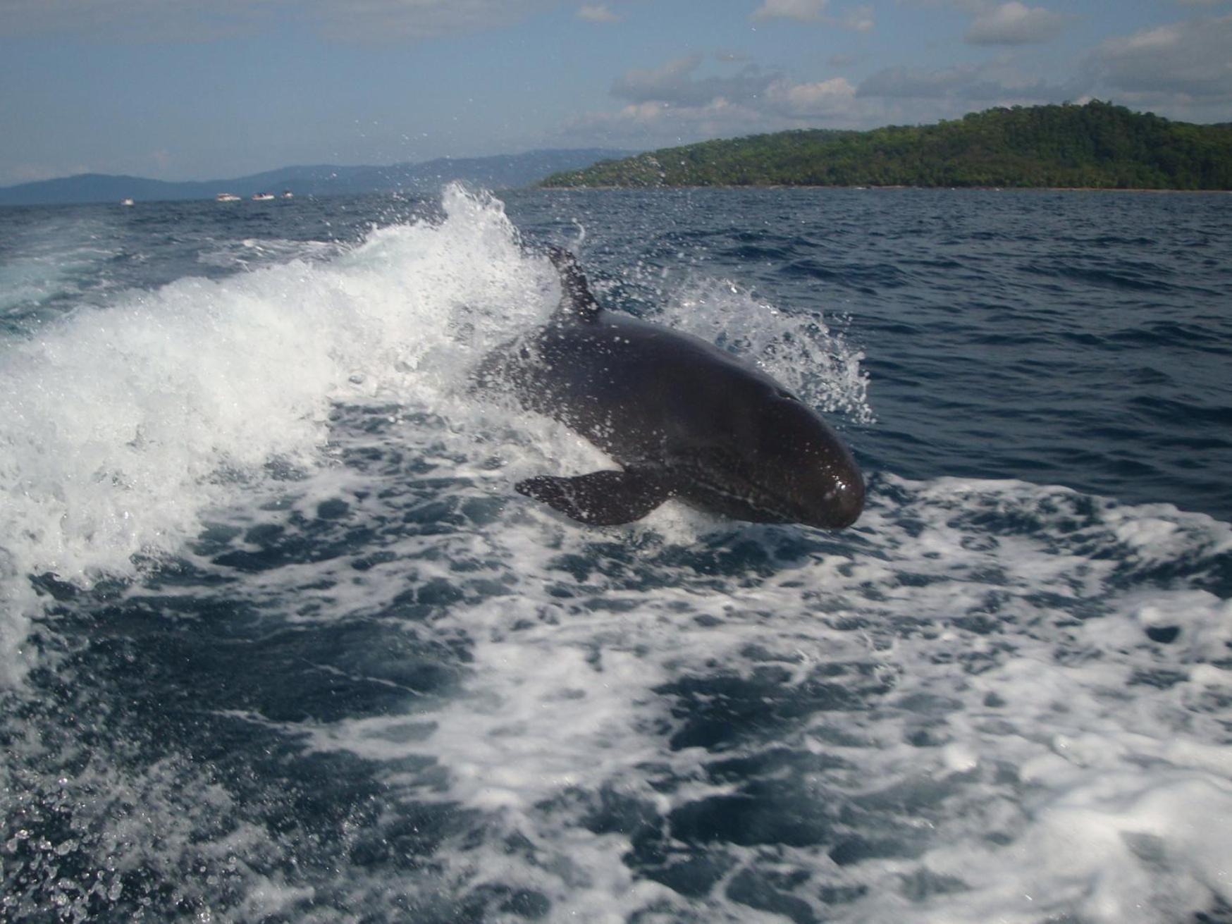 Isla Violin Eco-Lodge Drake Bay ภายนอก รูปภาพ