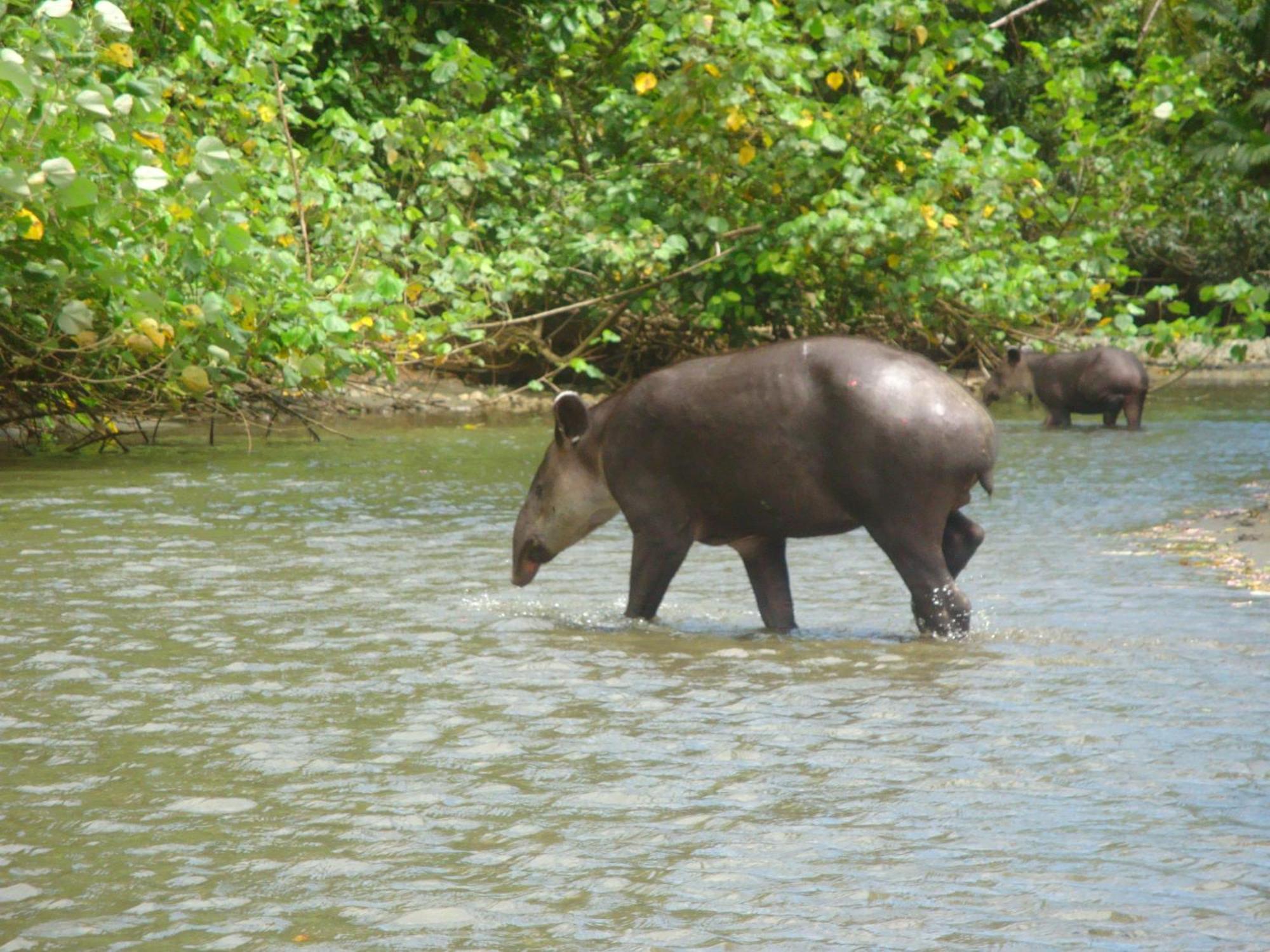 Isla Violin Eco-Lodge Drake Bay ภายนอก รูปภาพ