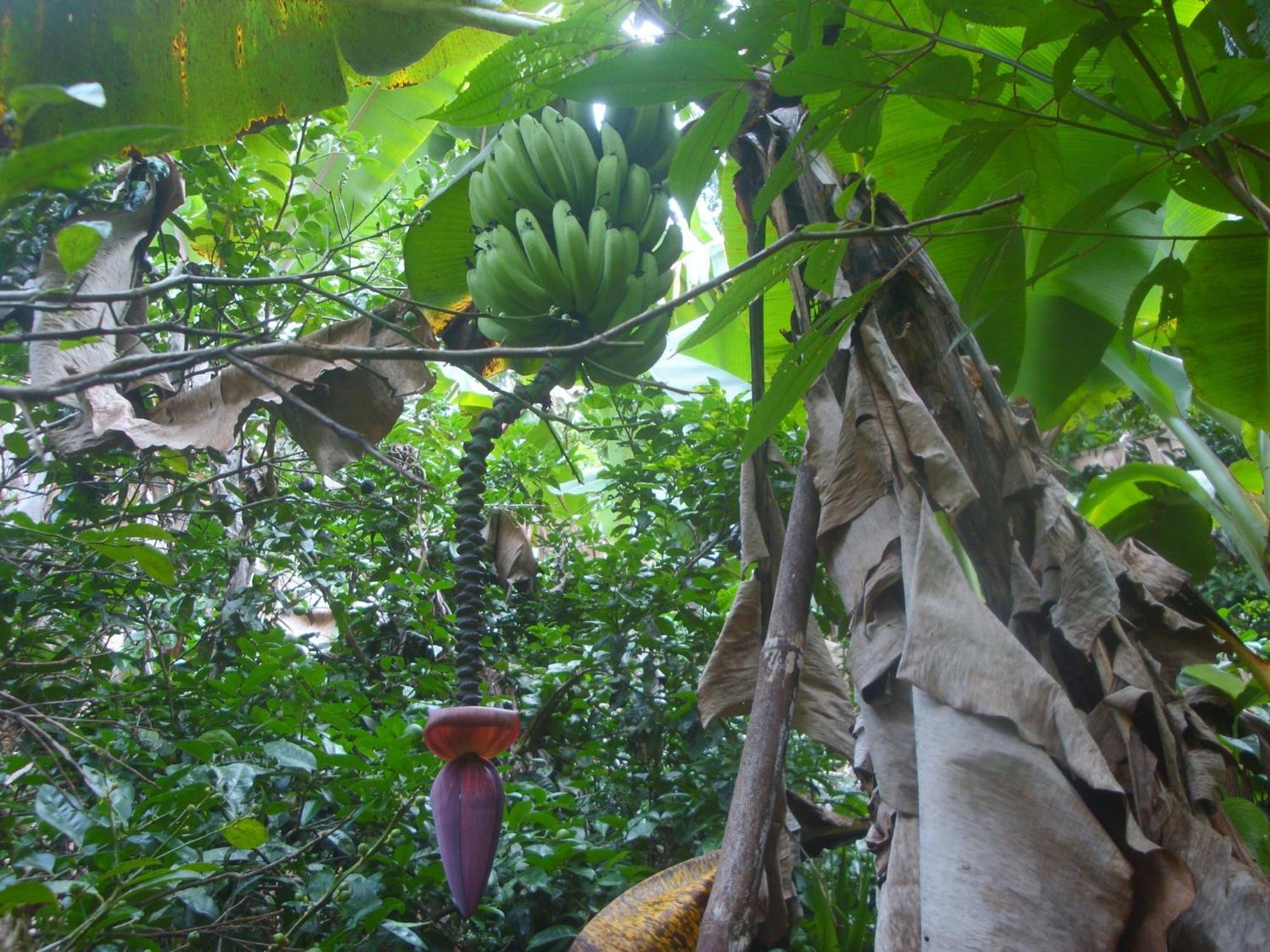Isla Violin Eco-Lodge Drake Bay ภายนอก รูปภาพ