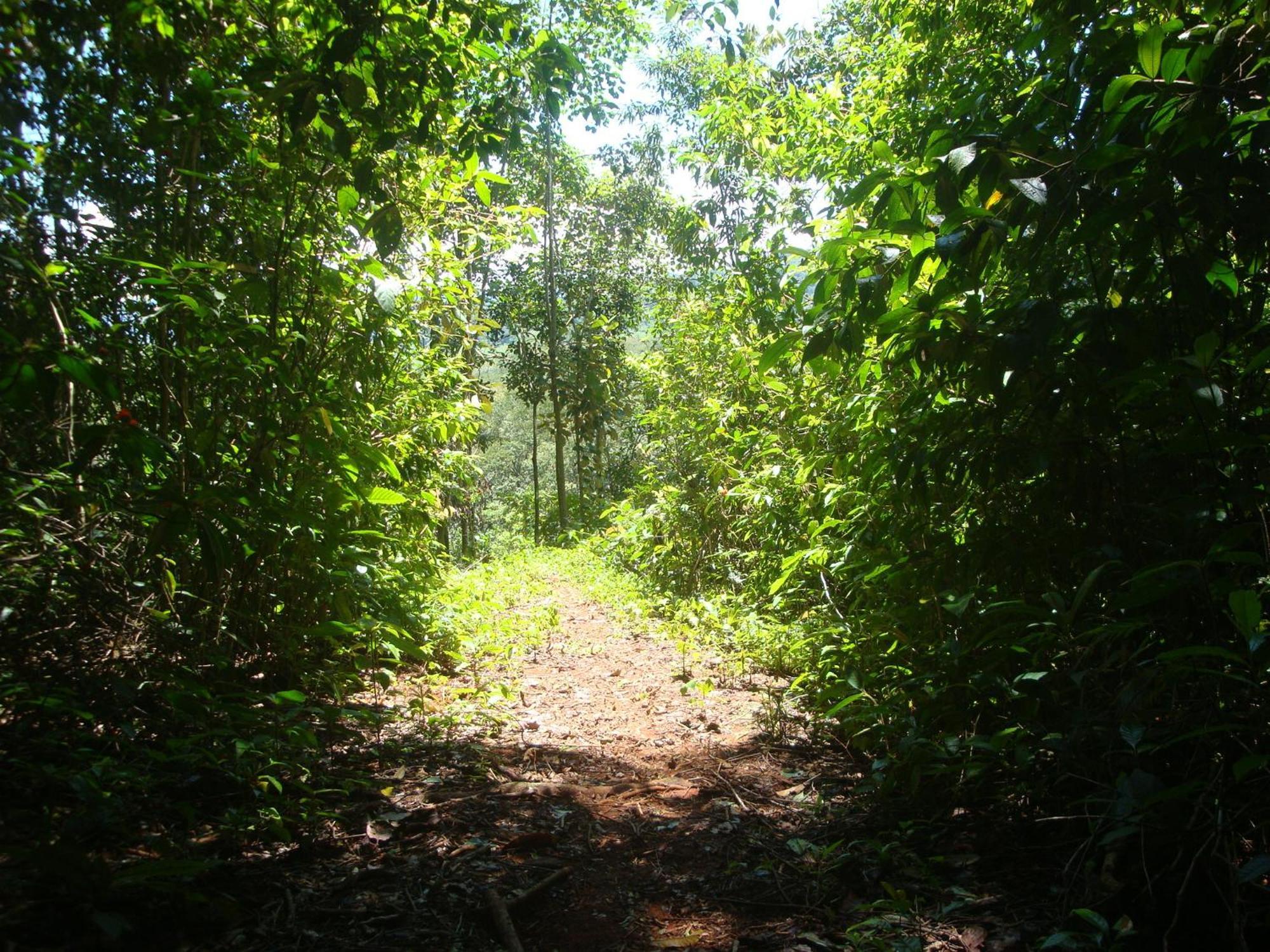 Isla Violin Eco-Lodge Drake Bay ภายนอก รูปภาพ