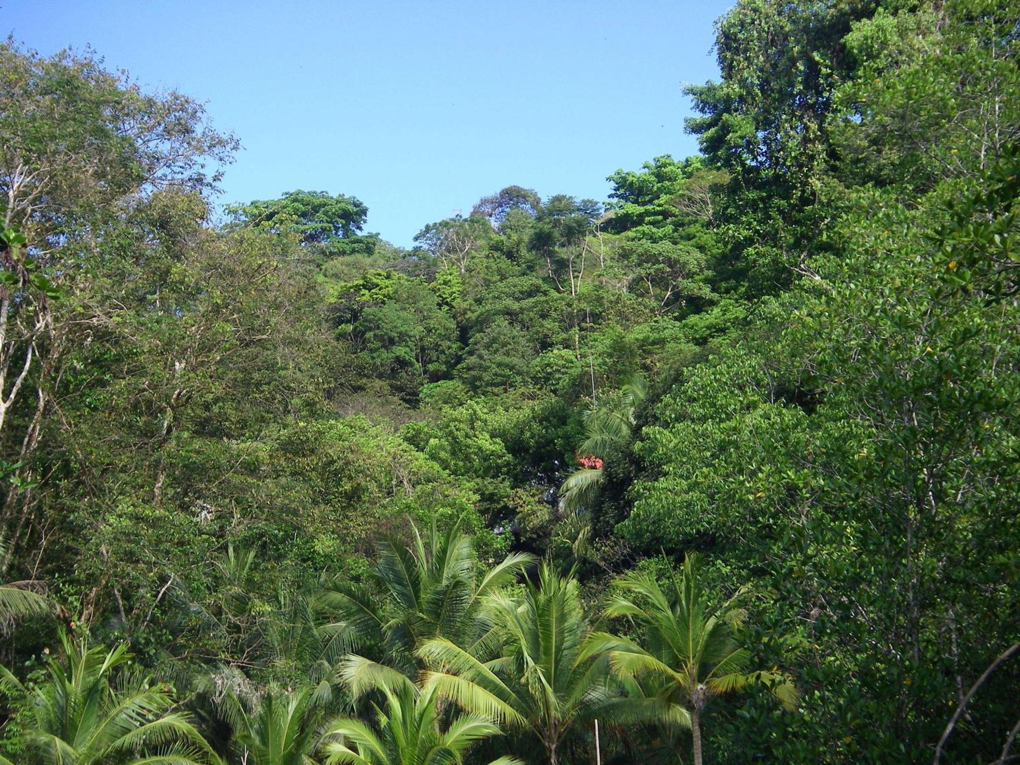 Isla Violin Eco-Lodge Drake Bay ภายนอก รูปภาพ